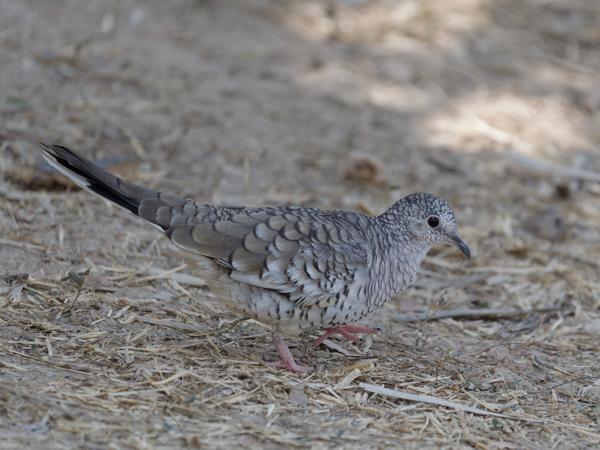 Zuid-amerikaanse incaduif (Columbina squammata)